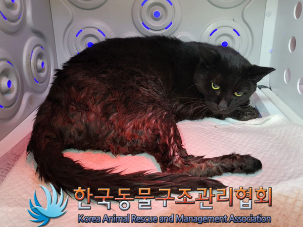 종료(입양) 한국 …